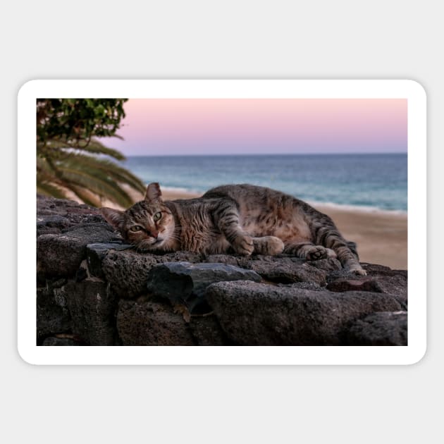 Cat in the sunset on the beach Sticker by lightsfromspace